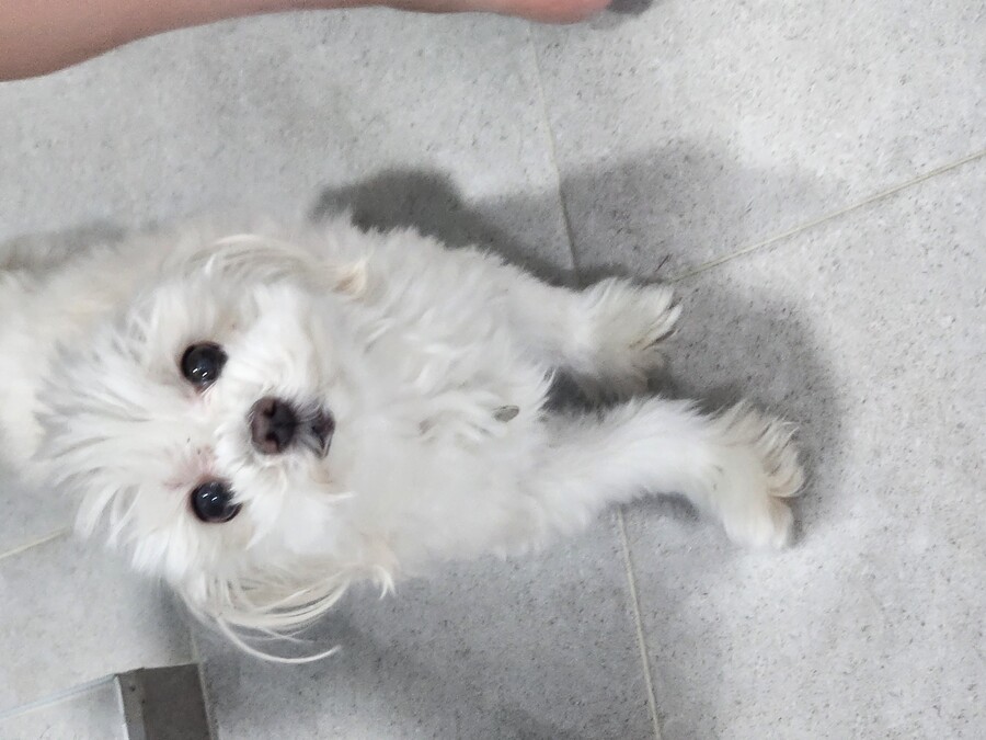 이토준지가 그린 말티즈 모습 이거 맞는듯 ㅋㅋㅋㅋㅋㅋㅋ_2.jpg