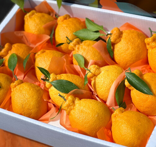 [네이버]제주도 한라봉 16900_1.png