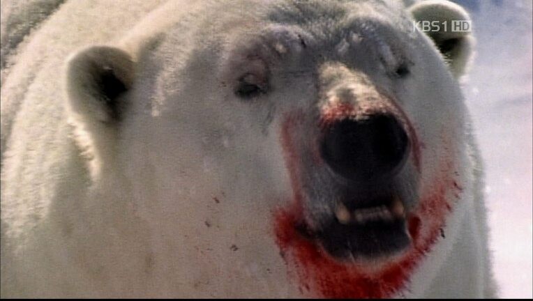 과거와 현재의 이미지가 상반되는 동물.jpg_2.jpg