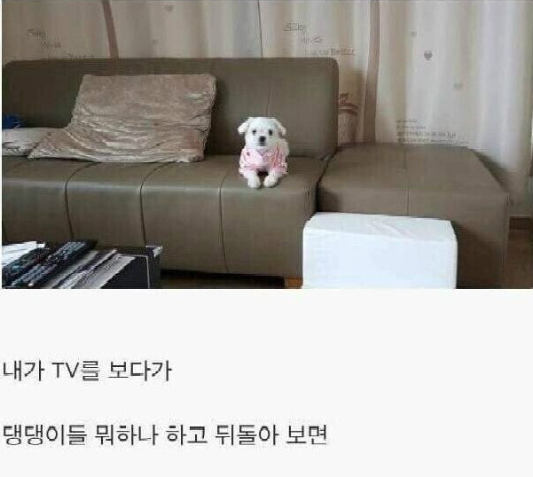 댕댕이를 키워야하는 이유.jpg_6.png