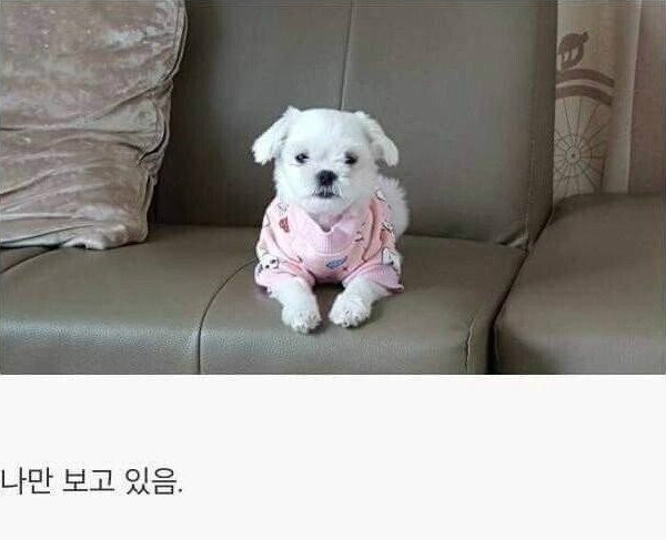 댕댕이를 키워야하는 이유.jpg_7.png