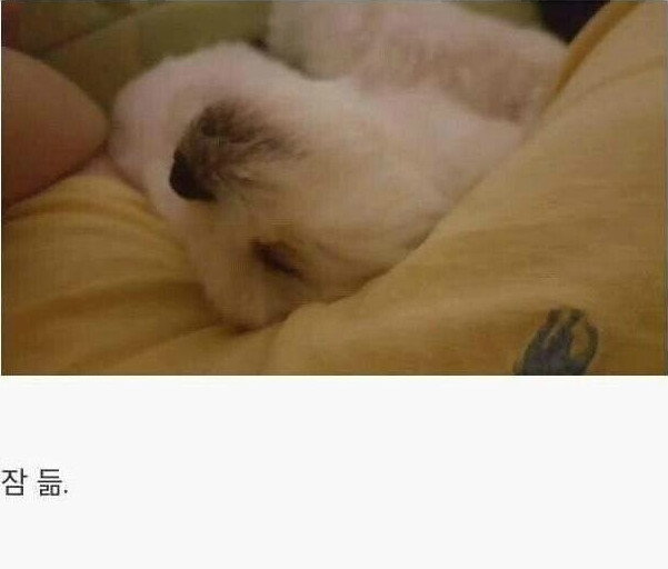 댕댕이를 키워야하는 이유.jpg_11.png