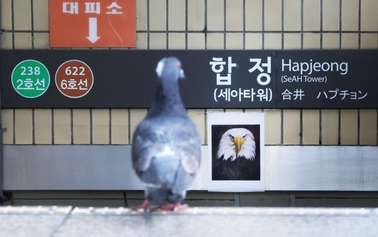 합정역 독수리 사진 근황.jpg_1.jpg