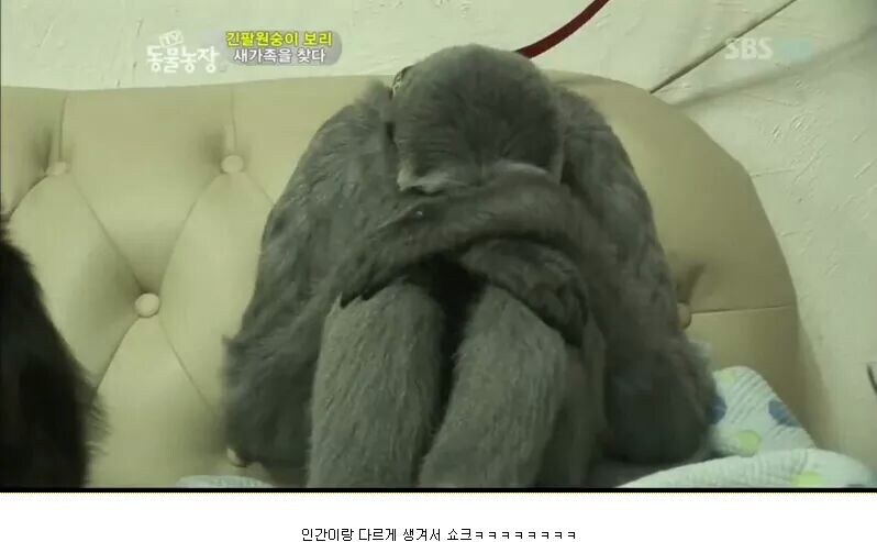 우울증 걸린 원숭이.jpg_3.jpg