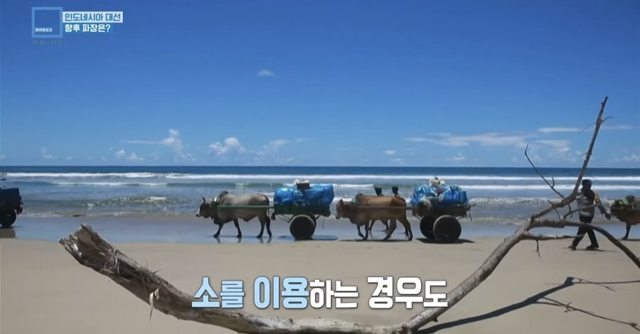 인도네시아에서 은근히 극한직업인거_5.jpg