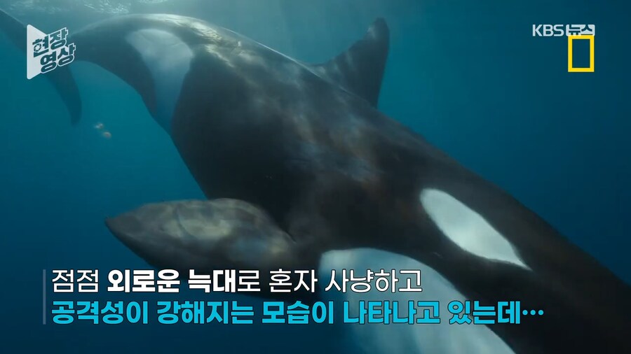 최초로 관측한 범고래의 백상아리 단독사냥_10.png