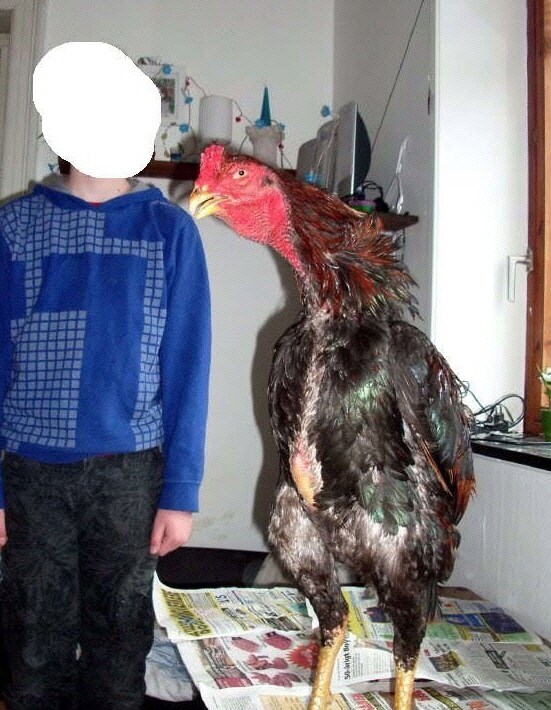 ??? : 김대리, 닭잡는데 소잡는 칼이 필요합니까?_1.png