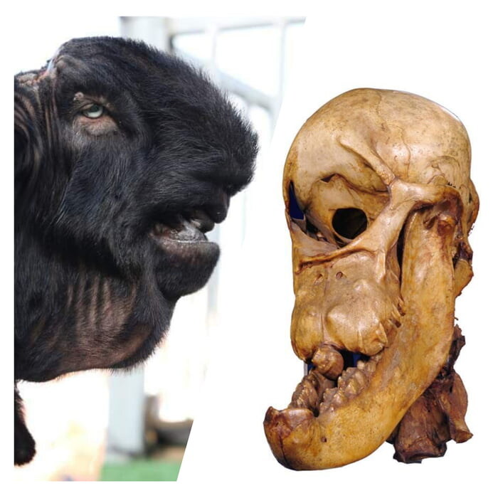 역변의 상징 다마스커스 염소_3.jpg