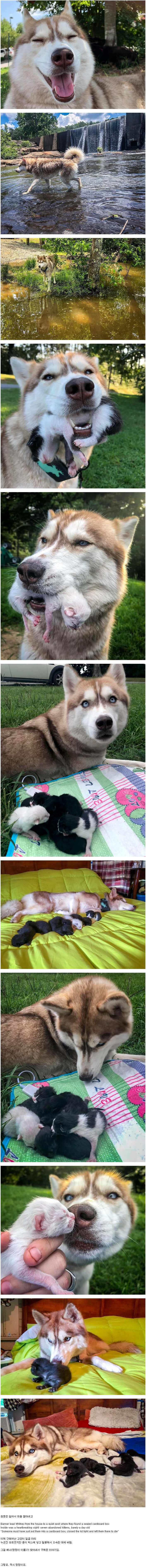 새끼 고양이를 가져온 멍멍이.jpg_1.jpg