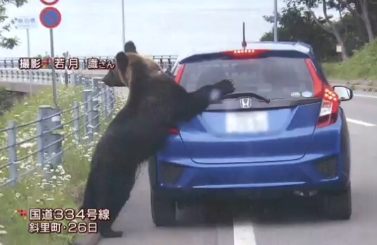 한국에는 없는 일본 토종 J길고양이_5.png