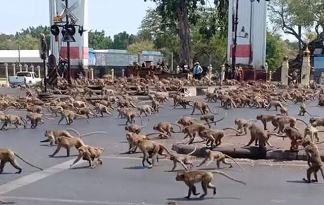 [태국] 주민 공격하고 수백마리 모여서 '패싸움'까지 '원숭이 도시' 칼 빼들었다_1.jpg