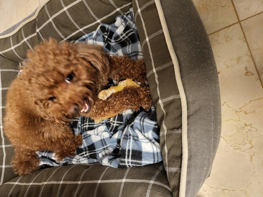 에라이 멍멍이 사진 투척_5.jpg