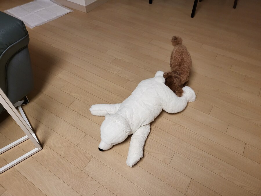 에라이 멍멍이 사진 투척_6.jpg