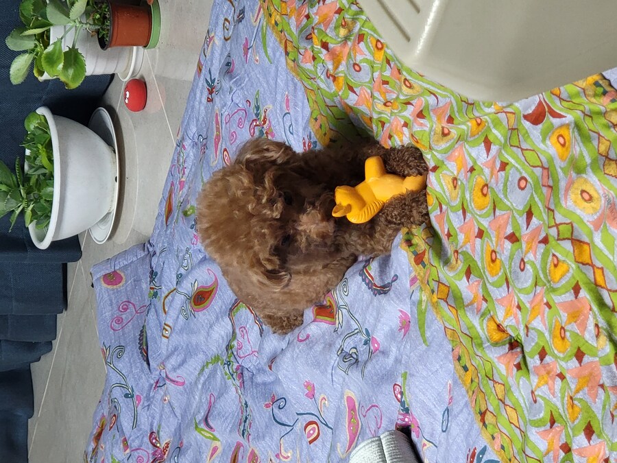 에라이 멍멍이 사진 투척_8.jpg