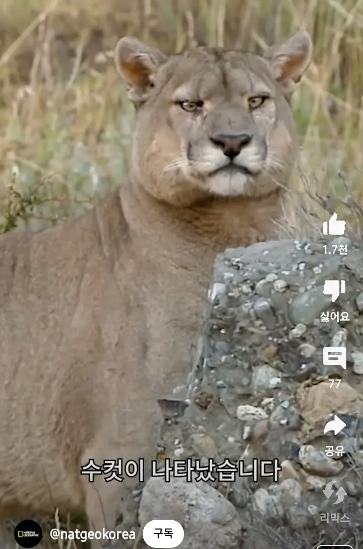 수컷 퓨마를 본 암컷의 반응.jpg_2.webp