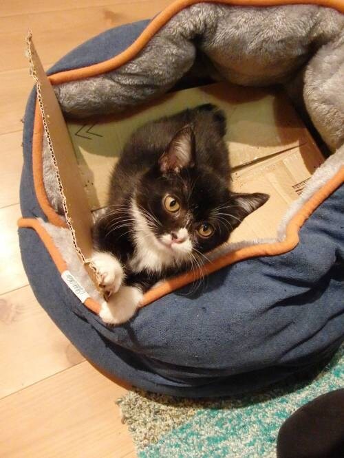 엄청난 성장을 한 고양이.jpg_2.jpg