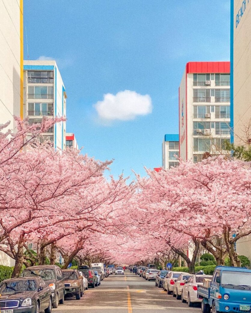 아름다운 부산 아파트 벚꽃 사진 현실편.JPG_1.png