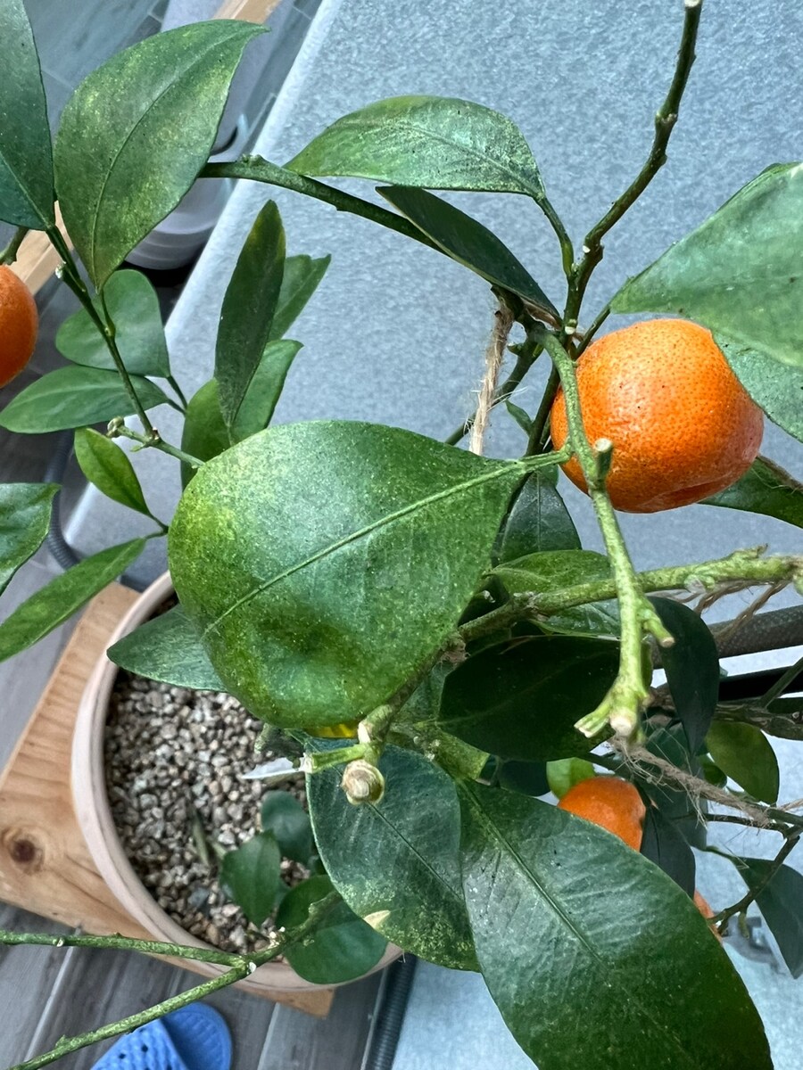 유주나무 잎 왜 이럴까요?_1.jpg