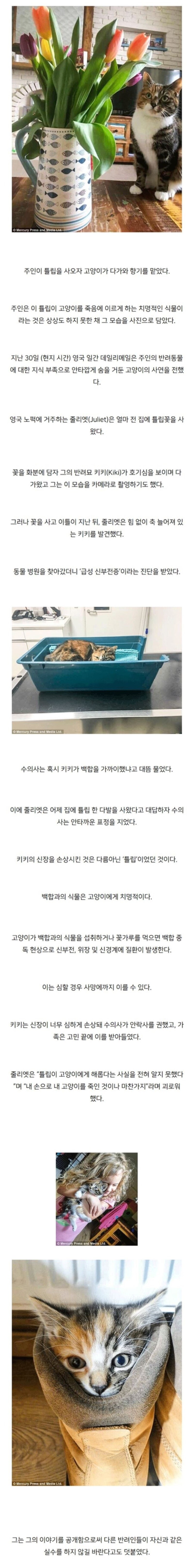 주인이 사온 '튤립' 향기 맡고 '무지개 다리' 건넌 고양이_1.jpg