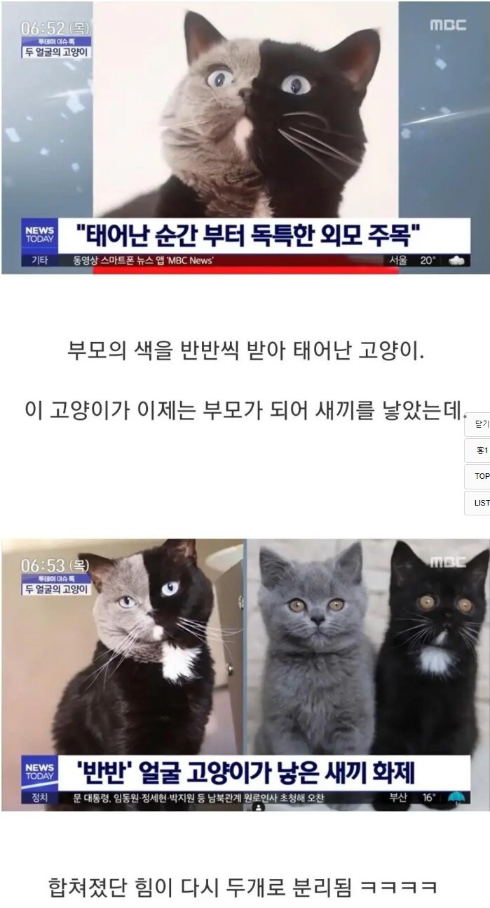 반반 고양이가 낳은 새끼 고양이들.JPG_1.png