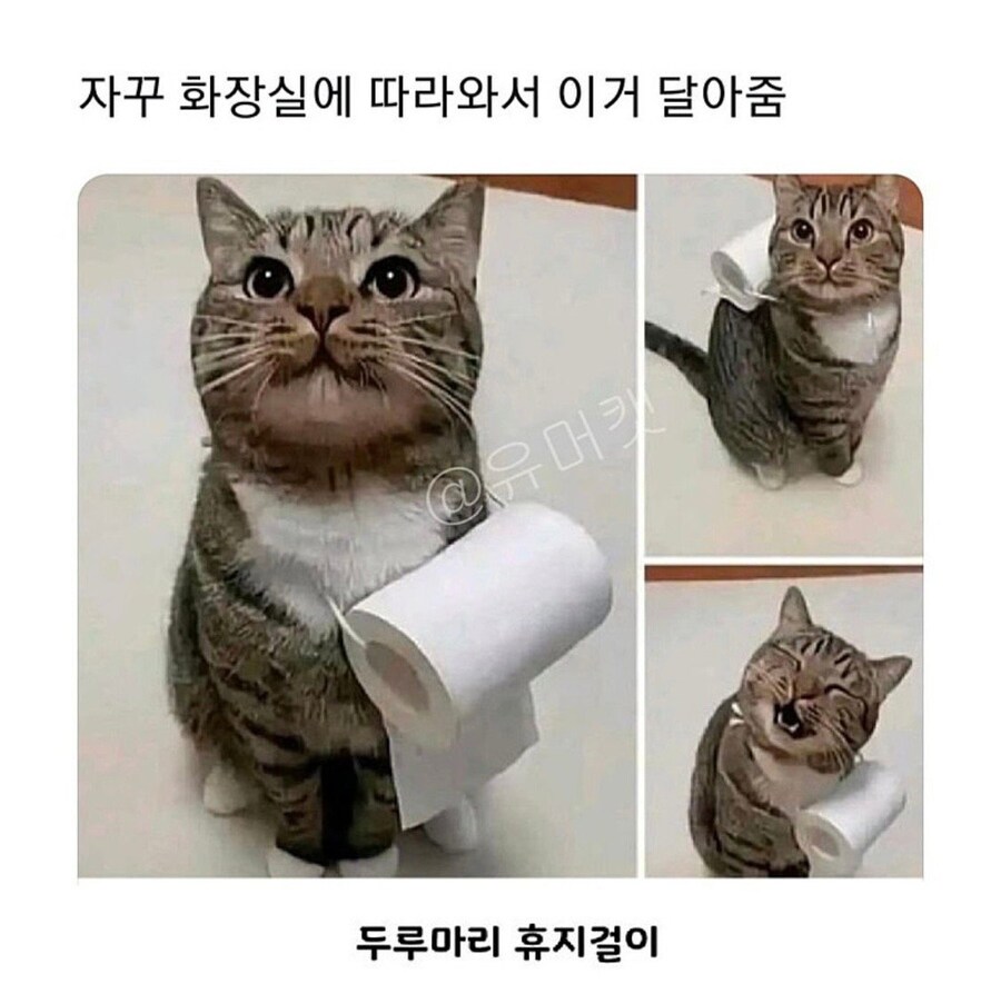 두루마리 냥이_1.jpg