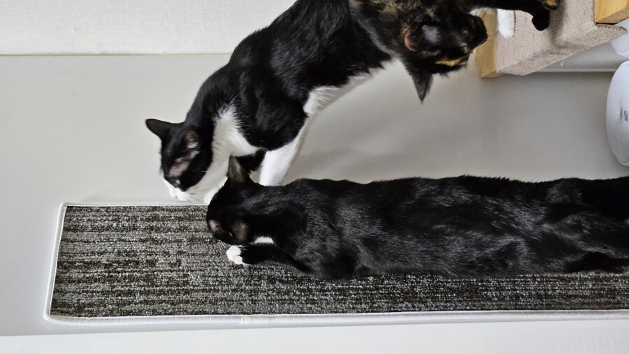 우리 집 고양이들 근육좀 봐라_1.jpg