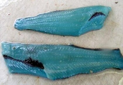 살푸른 생선.jpg_5.jpg