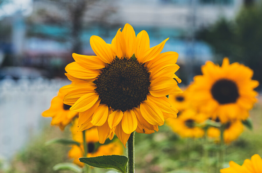 꽃 사진 올립니다._7.jpg