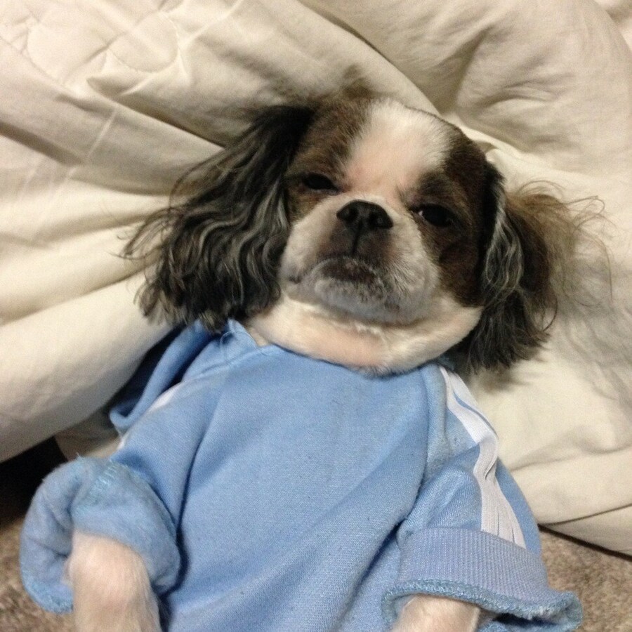 시츄의 다양한 시츄에이션.jpg_2.jpg