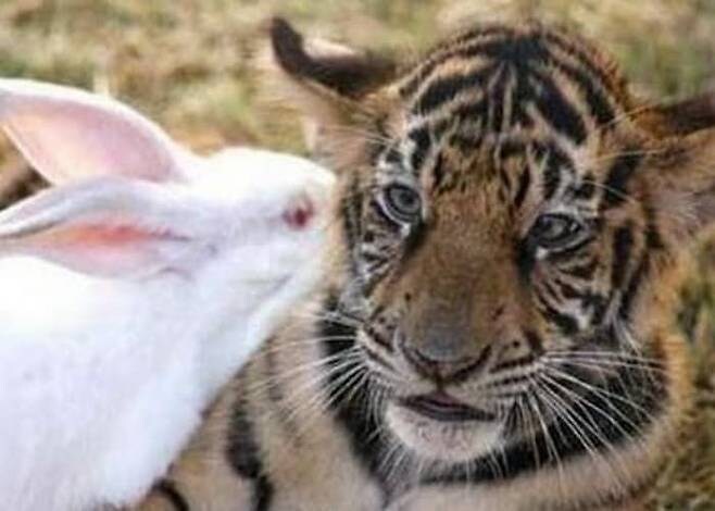 배고픈 아기 호랑이를 위해 토끼를 넣자.jpg_4.jpg