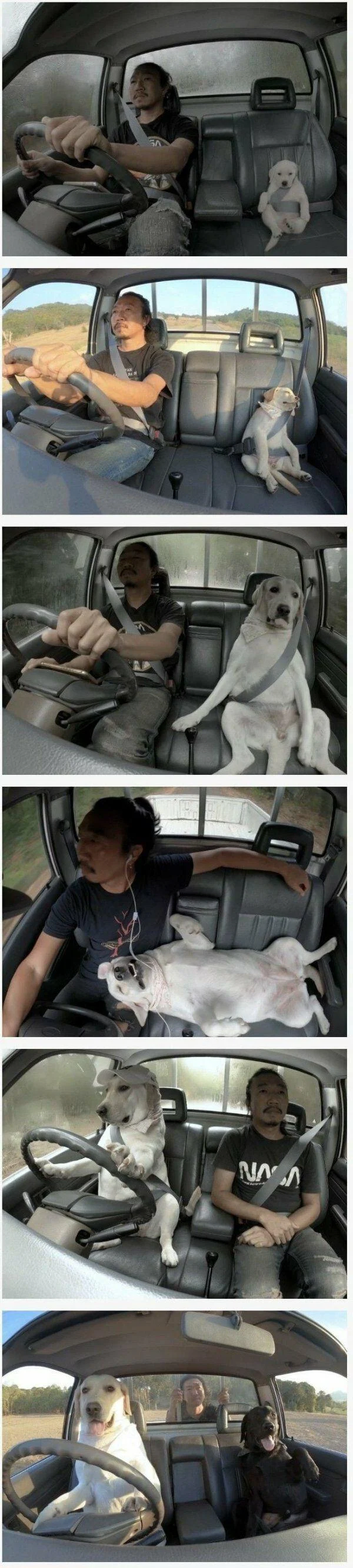 어느 댕댕이의 성장 과정_1.webp