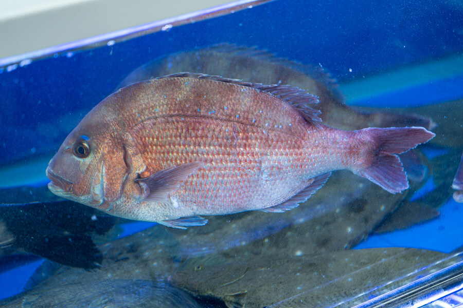 1박2일 선유도 다녀왔습니다_14.jpg