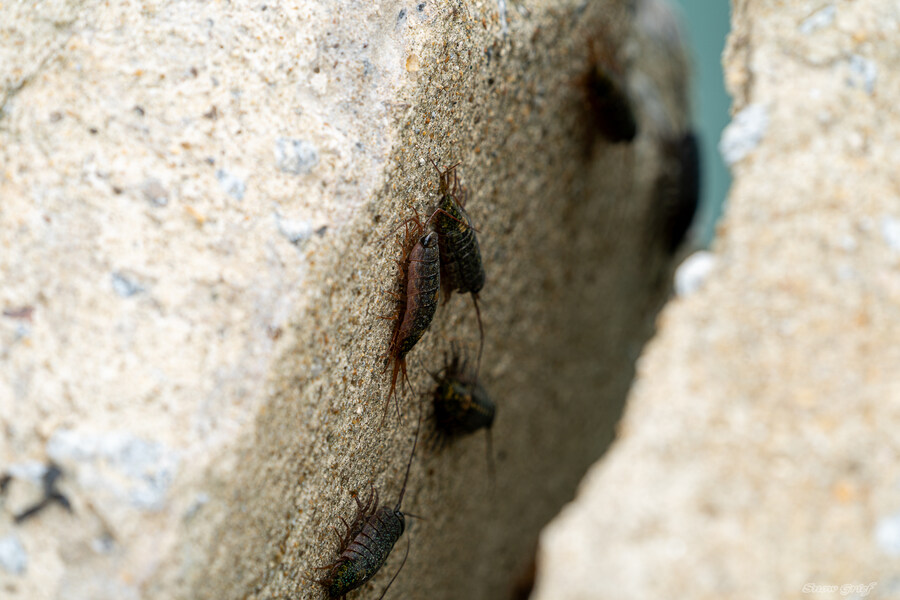 1박2일 선유도 다녀왔습니다_36.jpg