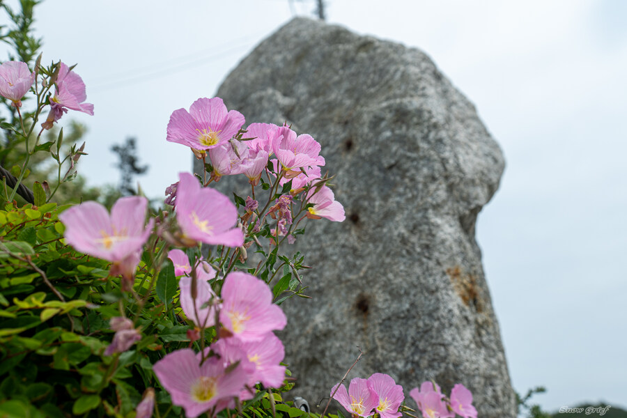 1박2일 선유도 다녀왔습니다_49.jpg