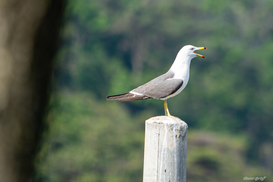 1박2일 선유도 다녀왔습니다_110.jpg