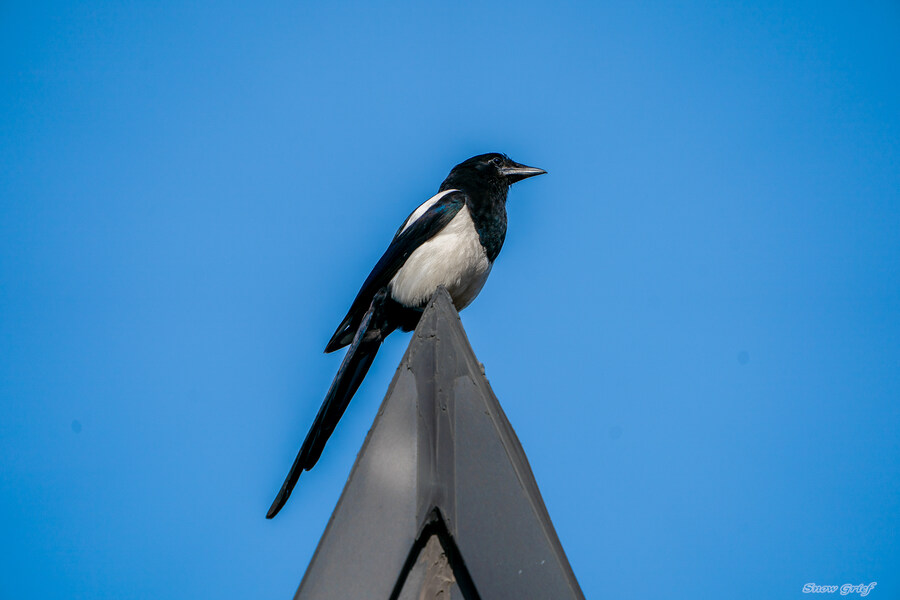 1박2일 선유도 다녀왔습니다_112.jpg
