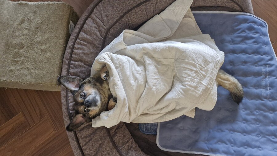 강아지)자랑이야? 질 수 없지_3.jpg