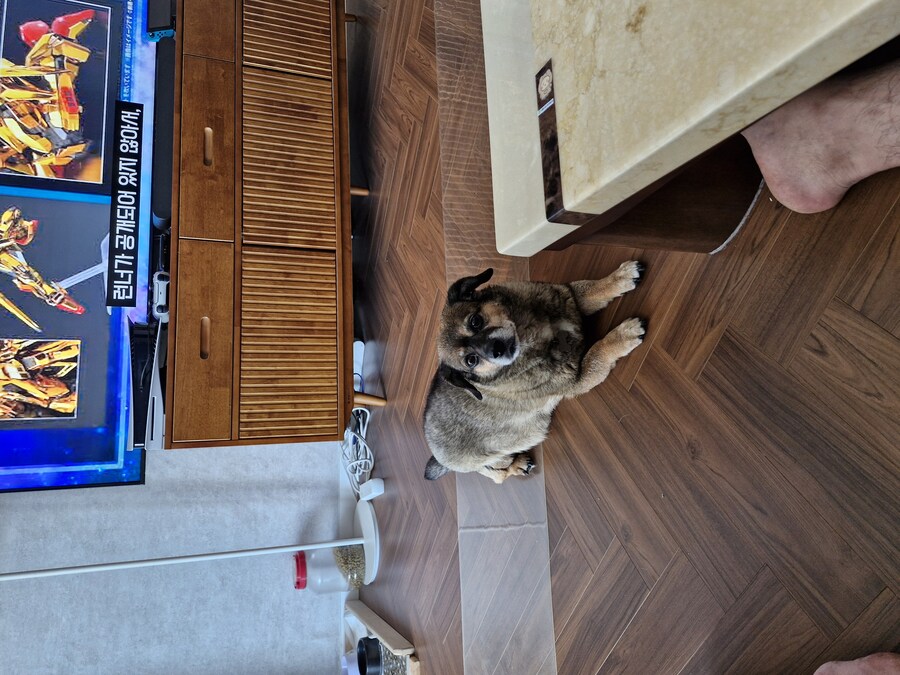 강아지)자랑이야? 질 수 없지_6.jpg