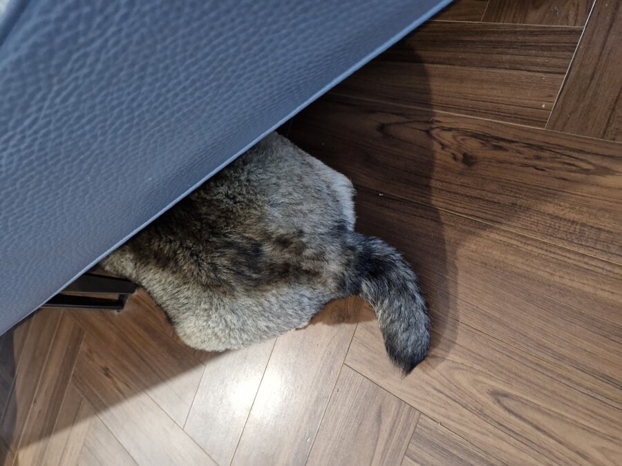 강아지)자랑이야? 질 수 없지_8.jpg