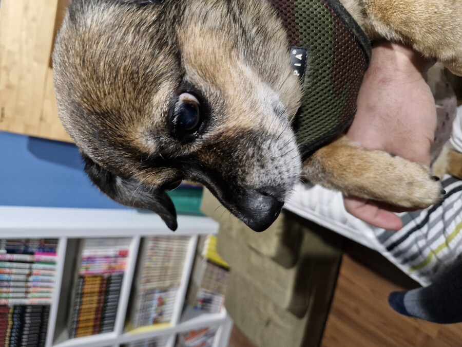 강아지)자랑이야? 질 수 없지_13.jpg