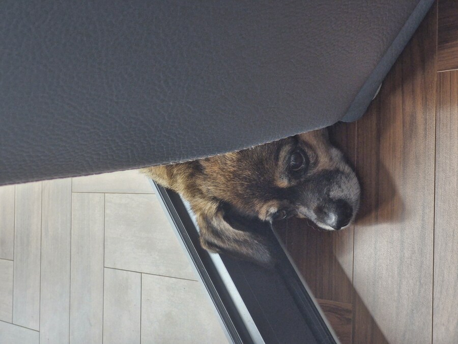 강아지)자랑이야? 질 수 없지_16.jpg