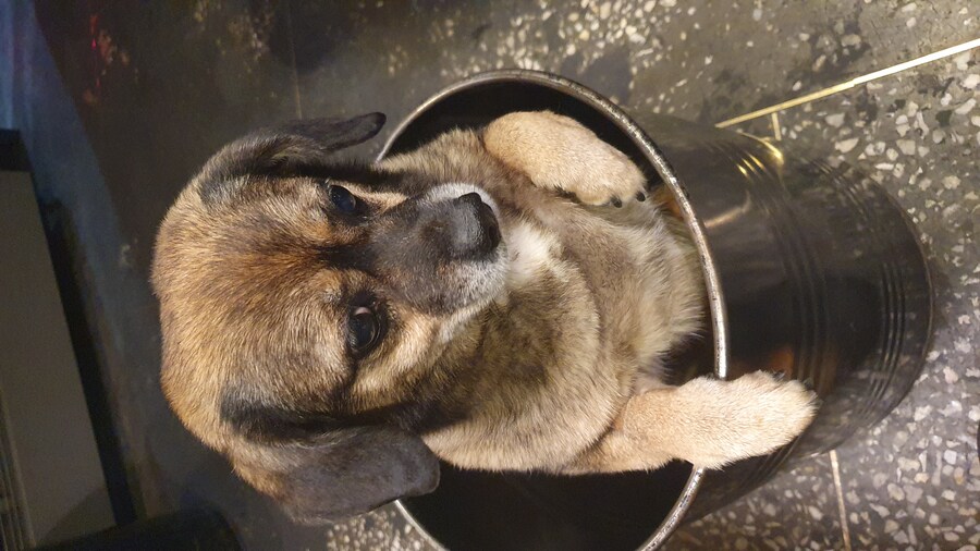 강아지)자랑이야? 질 수 없지_17.jpg