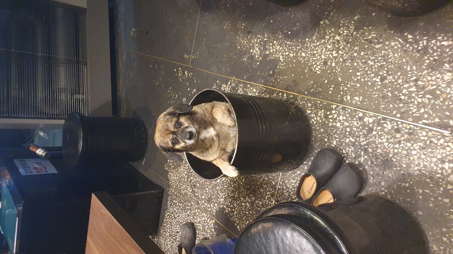 강아지)자랑이야? 질 수 없지_20.jpg