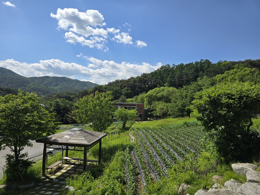 소설가 박경리 선생님 생가에서 신세를 지고 있습니다_65.jpg