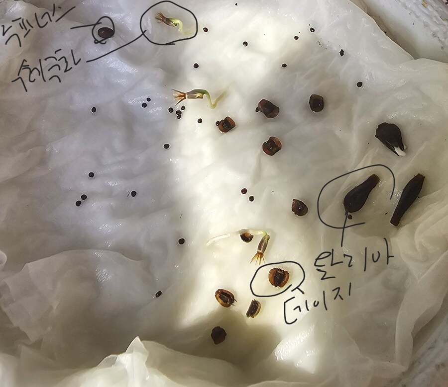 이거 무슨 식물 씨앗인가요?_1.jpg