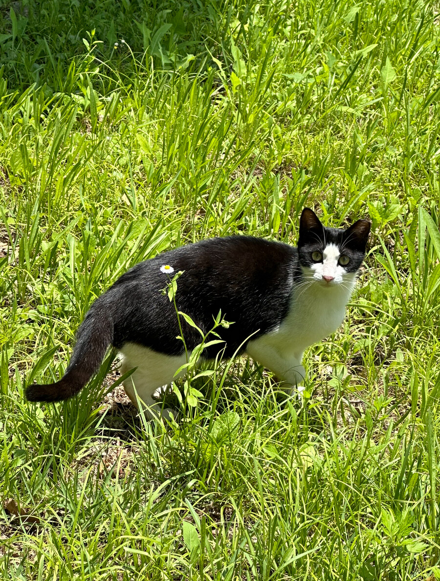 사진) 길냥이 짤 투척_1.jpg