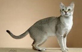 정보]각 지역별 나라별 토종 고양이 특성 및 외헝_9.jpg