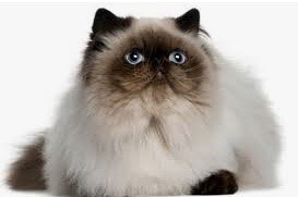 정보]각 지역별 나라별 토종 고양이 특성 및 외헝_10.jpg