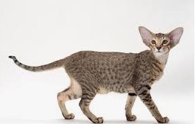 정보]각 지역별 나라별 토종 고양이 특성 및 외헝_13.jpg