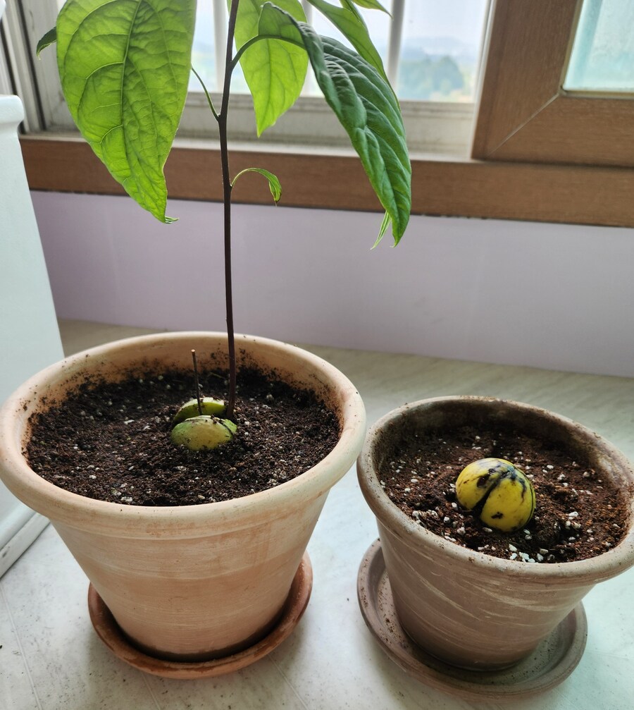 아보카도 키워보기 2편_6.jpg